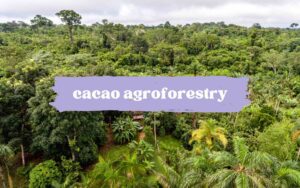 what is cacao agroforestry