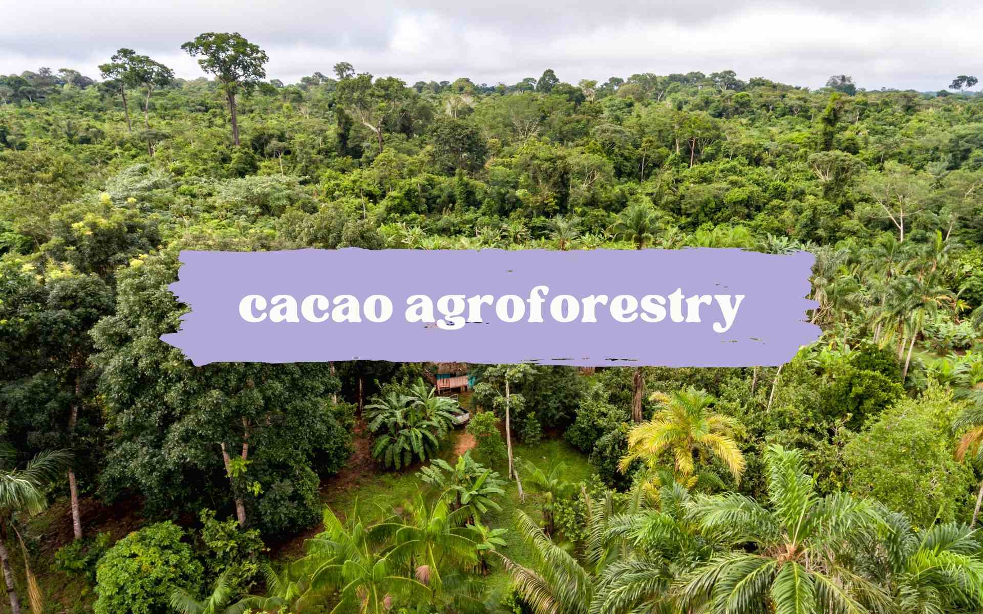 what is cacao agroforestry