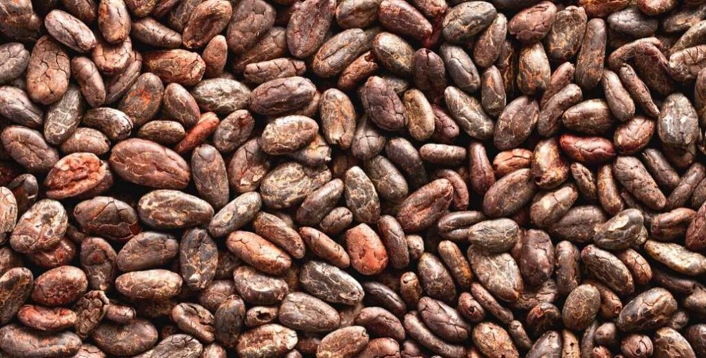 cacao fèves de cacao
