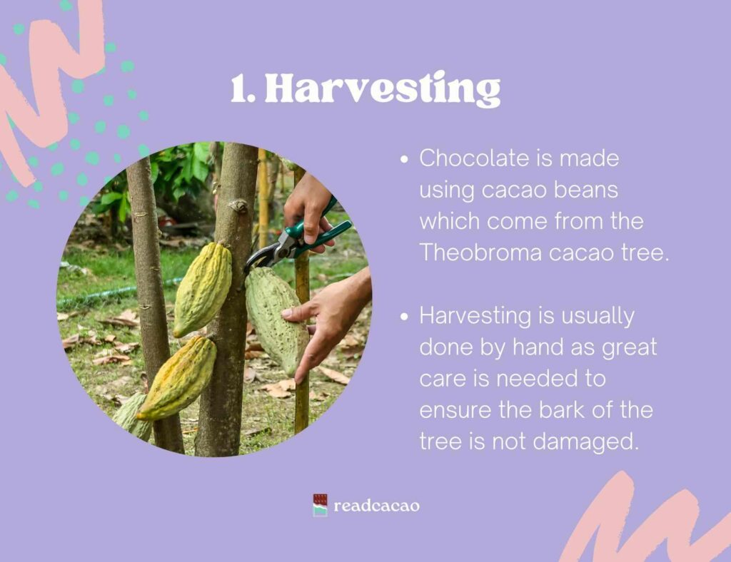 bean to bar process: harvesting