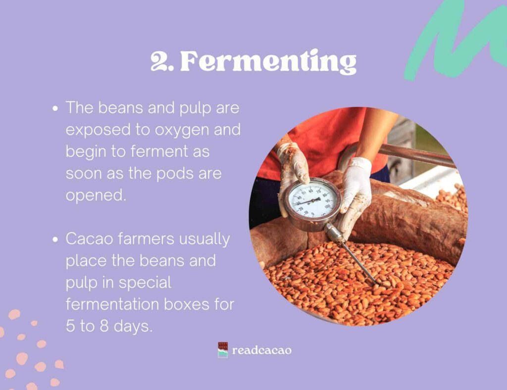 bean to bar process: fermenting