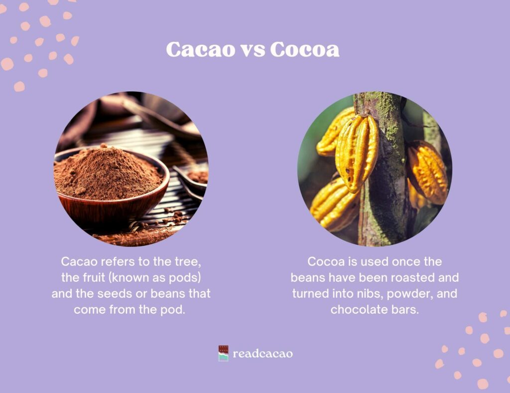 cacao vs cocoa: an explanation of the difference.