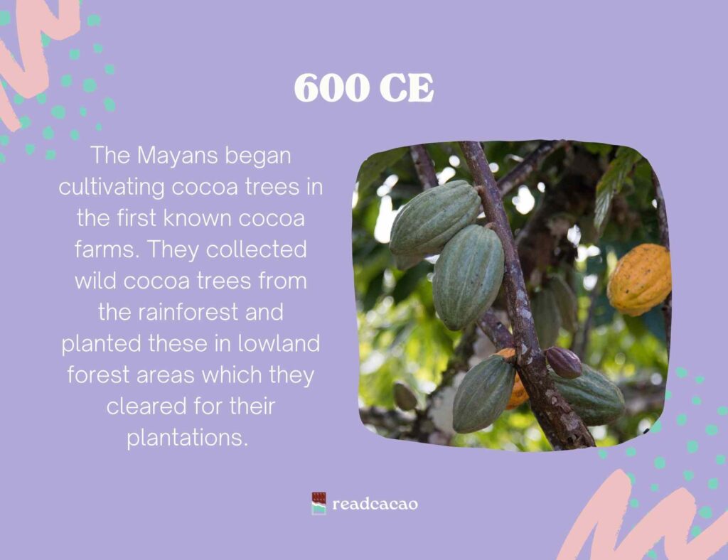 The Mayans began cultivating cocoa trees in the first known cocoa farms. They collected wild cocoa trees from the rainforest and planted these in lowland forest areas which they cleared for their plantations. 