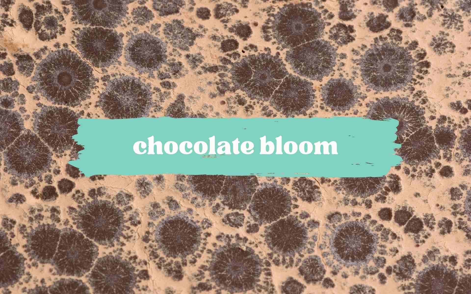 chocolate bloom everything you need to know